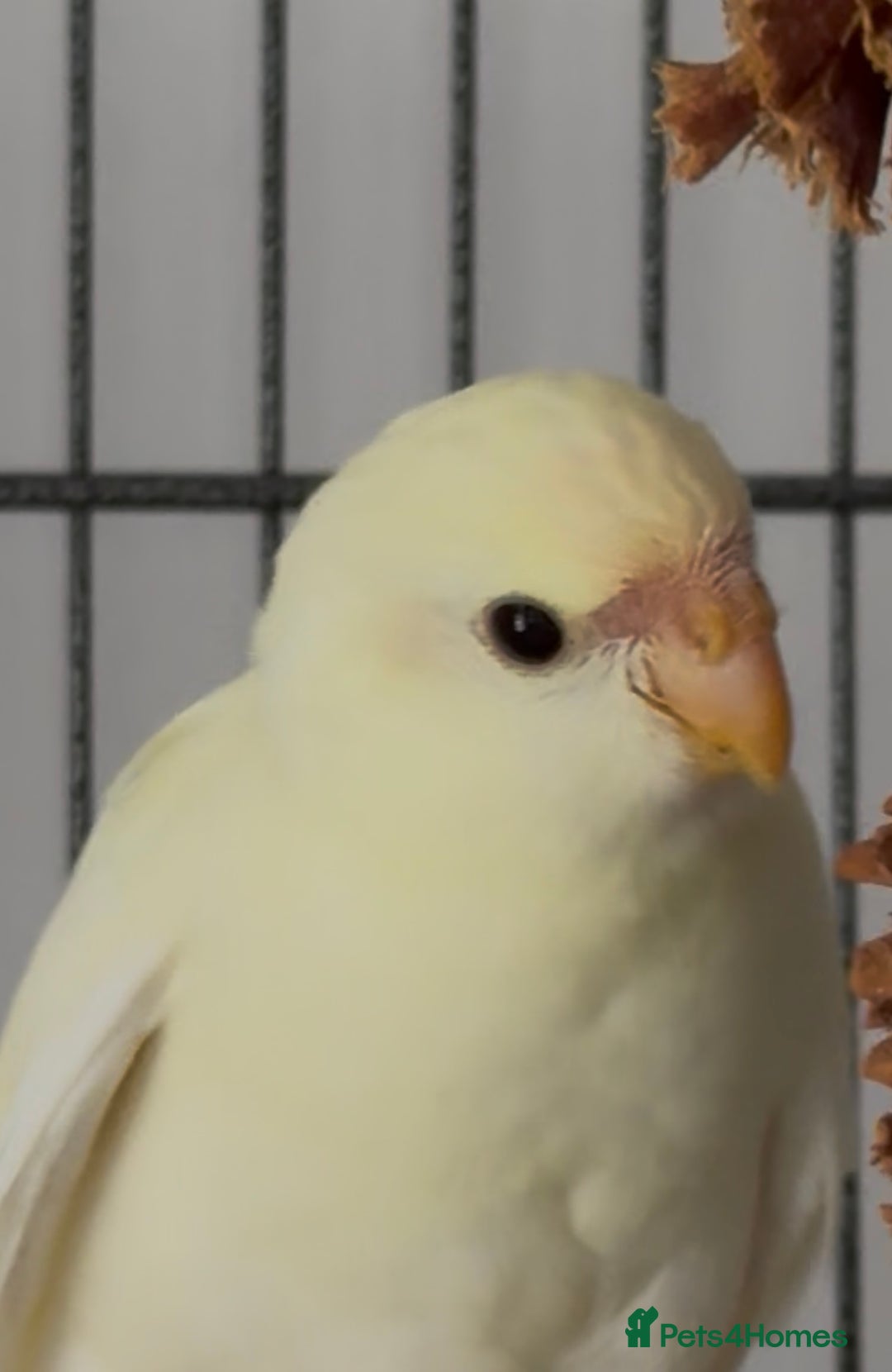 Parakeets birds for sale: Kakarikis ready to go 1 male 2 female - Image 1
