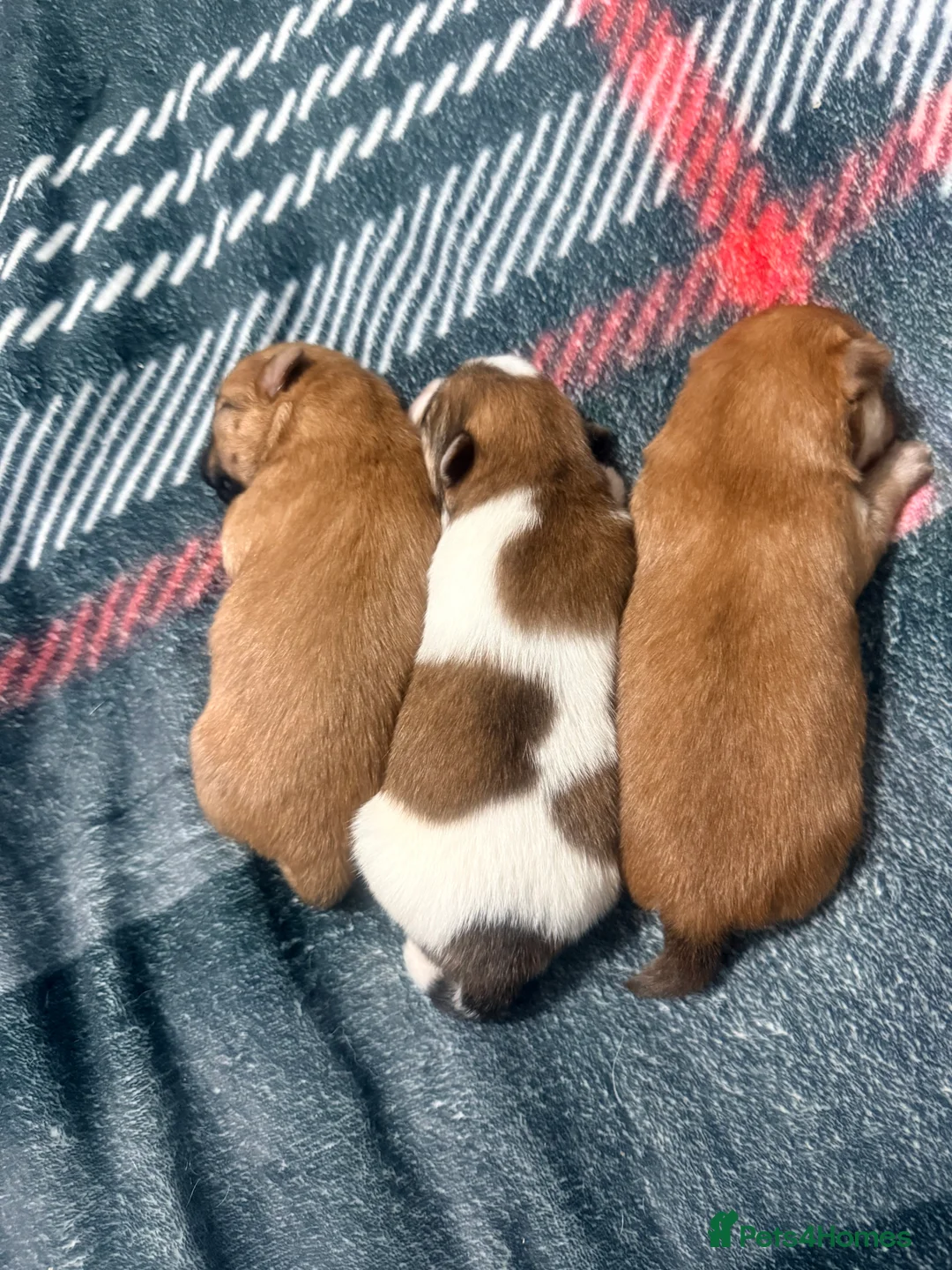 Mixed Breed dogs for sale: German spitz mix with pomchi  - Advert 4