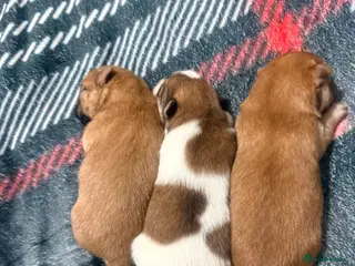 Mixed Breed dogs German spitz mittle with pomchi - Advert 15