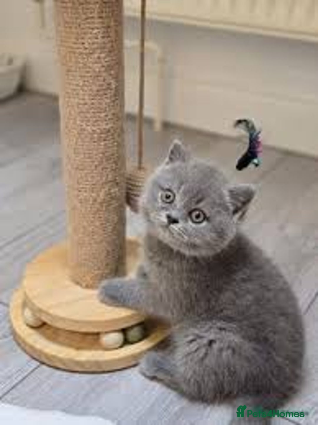 British Shorthair cats for sale: Cute kittens looking for loving home - Image 4