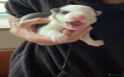 Siberian Husky dogs for sale: Husky Puppies – Ready 22/12/25 🐾  - Image 4