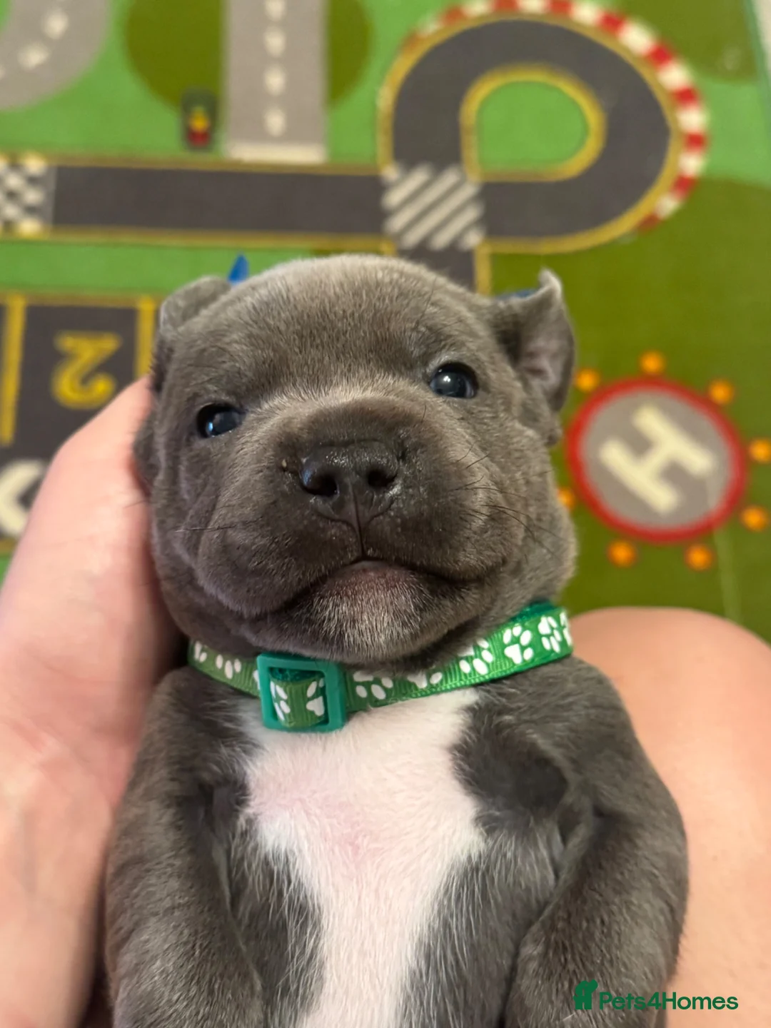 Staffordshire Bull Terrier dogs for sale: Staffy puppies for sale  - Advert 2