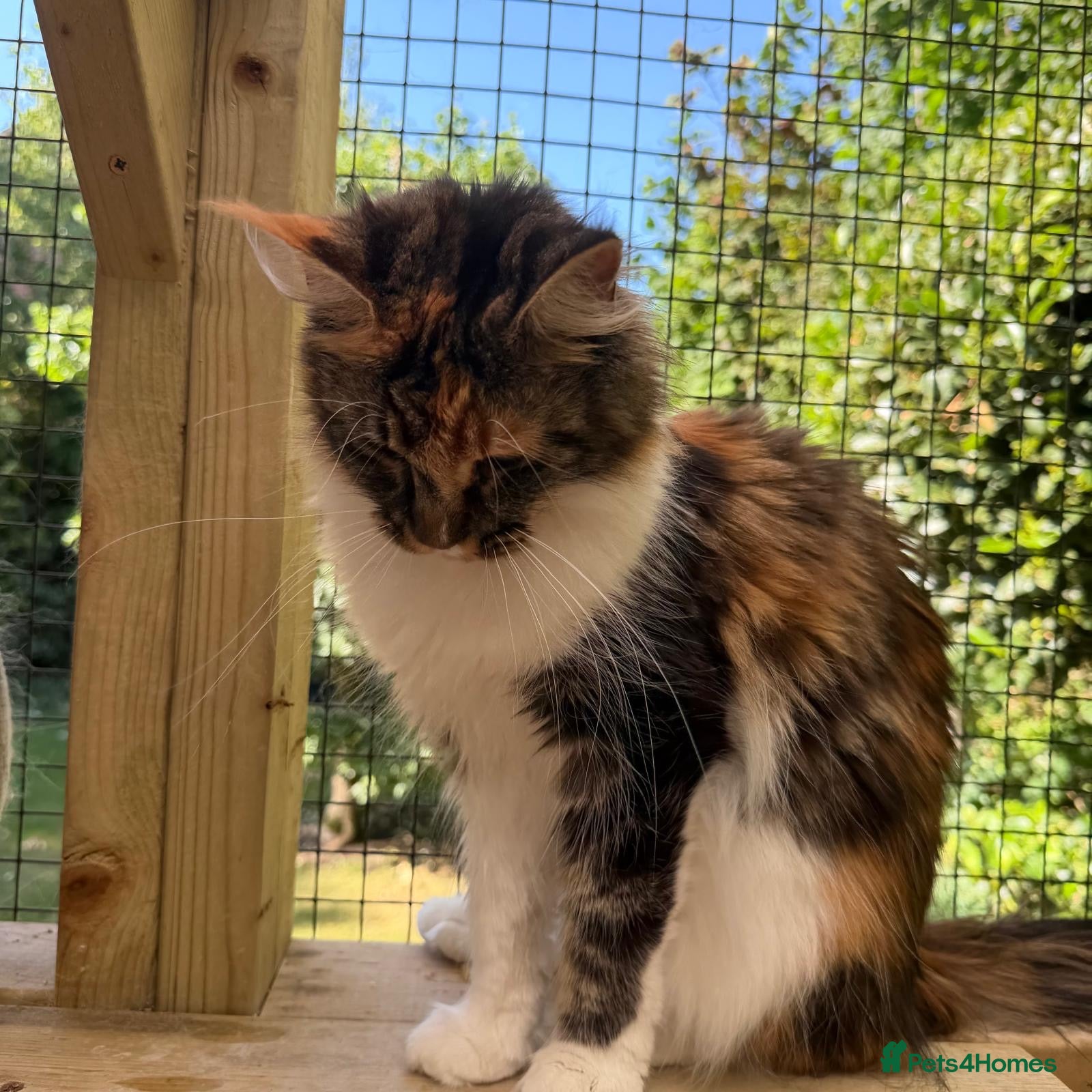 Maine Coon cats Rare Beautiful Torti Female Maine Coon  - Advert 17