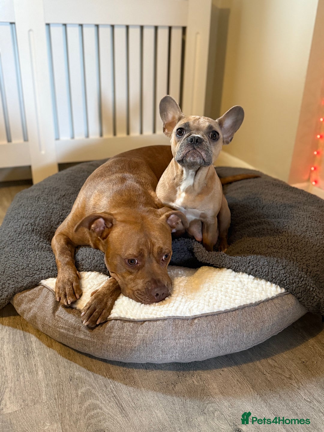 Mixed Breed dogs for sale: French bulldog cross  - Image 6