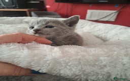 Russian Blue cats for sale: TICA Russian Blue Kittens Pedigree - Image 17