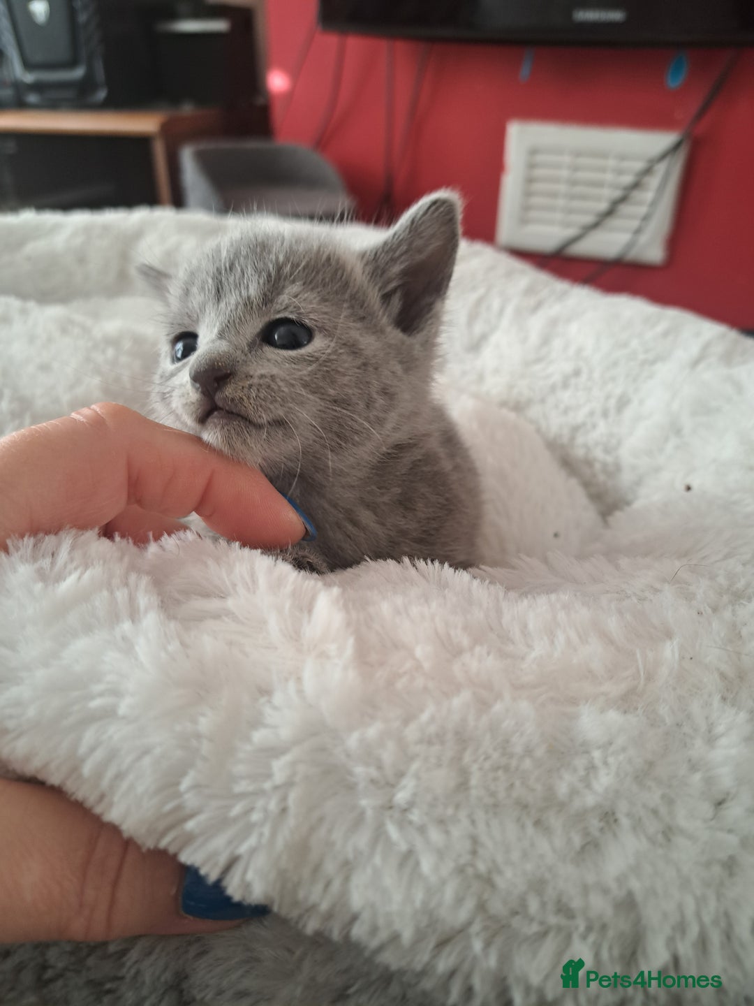 Russian Blue cats for sale: TICA Russian Blue Kittens Pedigree - Image 17