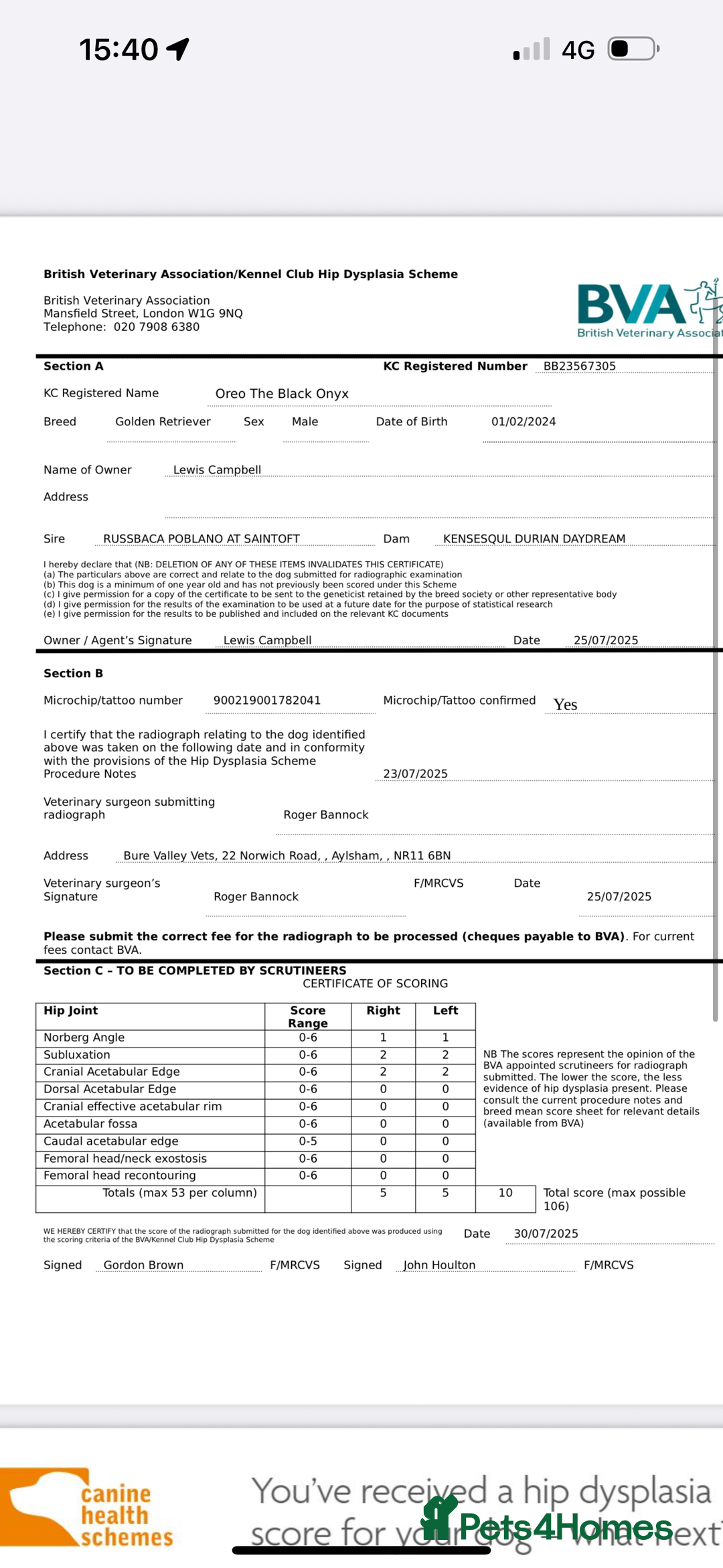 Golden Retriever dogs for stud: HEATH TESTED RED GOLD RETRIEVER  - Image 6
