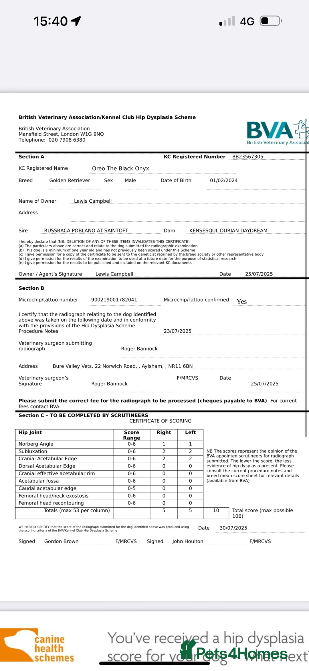 Golden Retriever dogs for stud: PROVEN HEATH TESTED RED GOLD RETRIEVER  - Advert 6