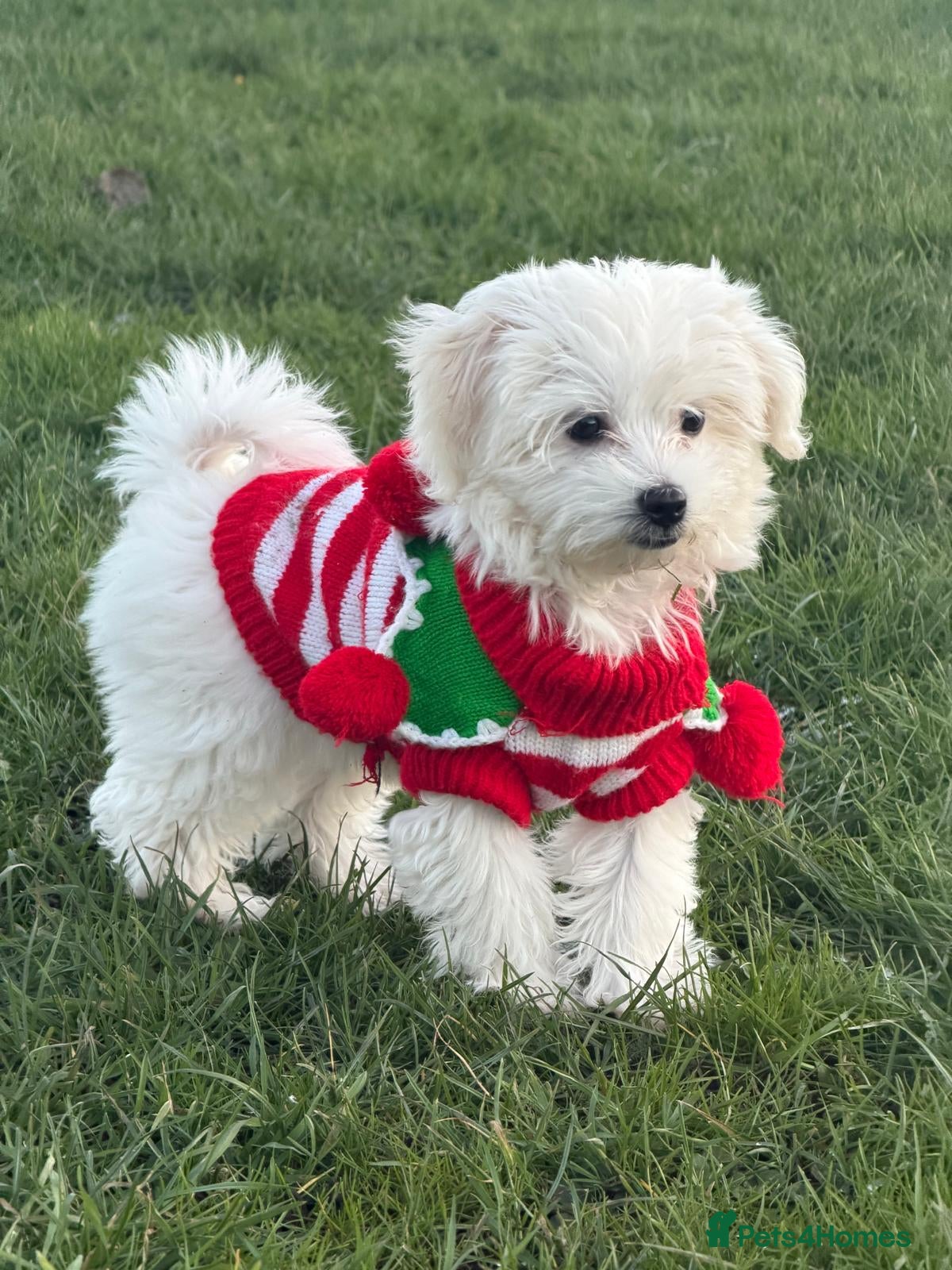 Maltese dogs ✨ Exquisite Maltese Puppies Available✨ - Advert 3