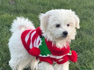 Maltese dogs ✨ Exquisite Maltese Puppies Available✨ - Advert 3