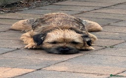 Border Terrier dogs for stud: Pedigree KC registered for stud - Image 3