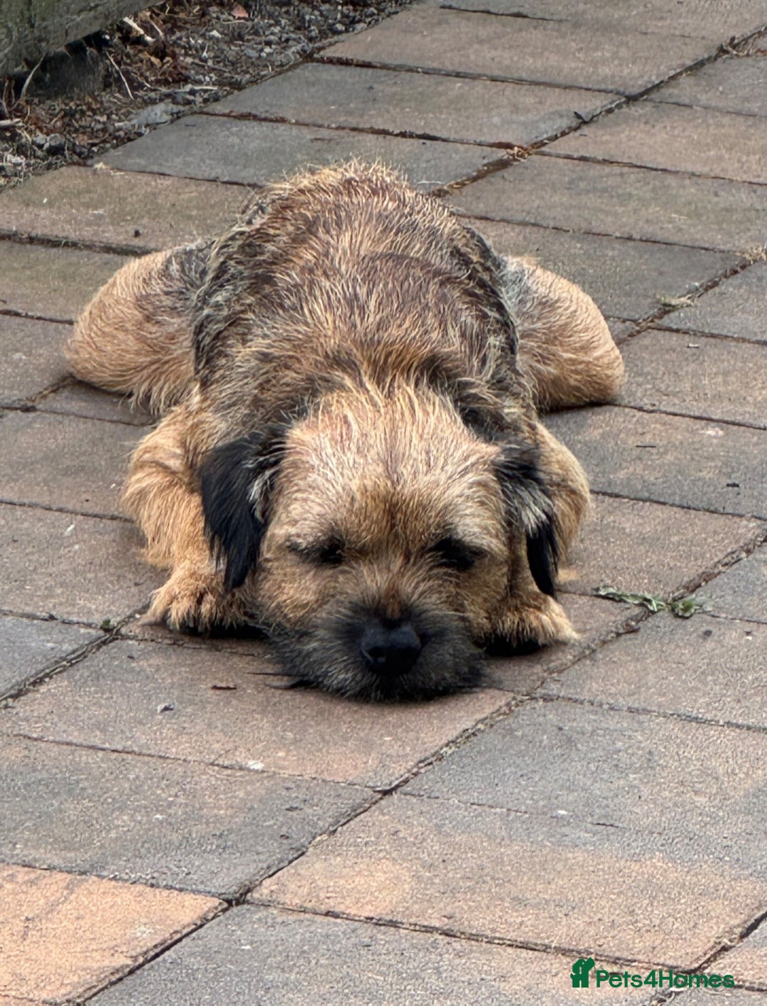 Border Terrier dogs for stud: Pedigree KC registered for stud - Image 3