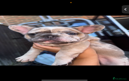 French Bulldog dogs for sale: Merle female French bulldog💗 - Image 4
