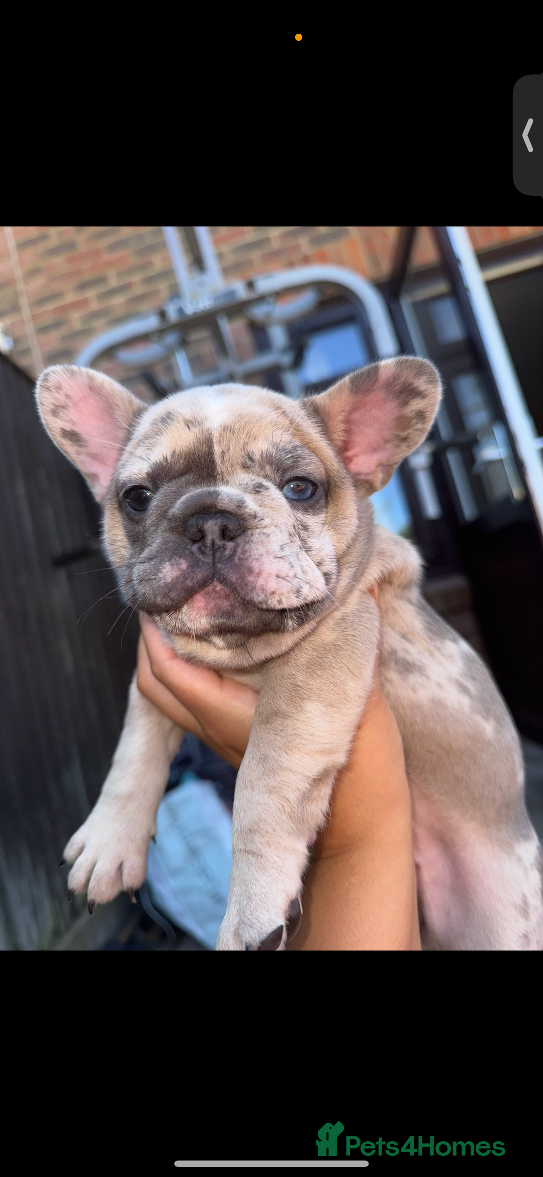 French Bulldog dogs for sale: Merle female French bulldog💗 - Image 4