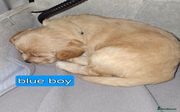Cockapoo dogs for sale: F1 Cockerpoo puppies - Image 15