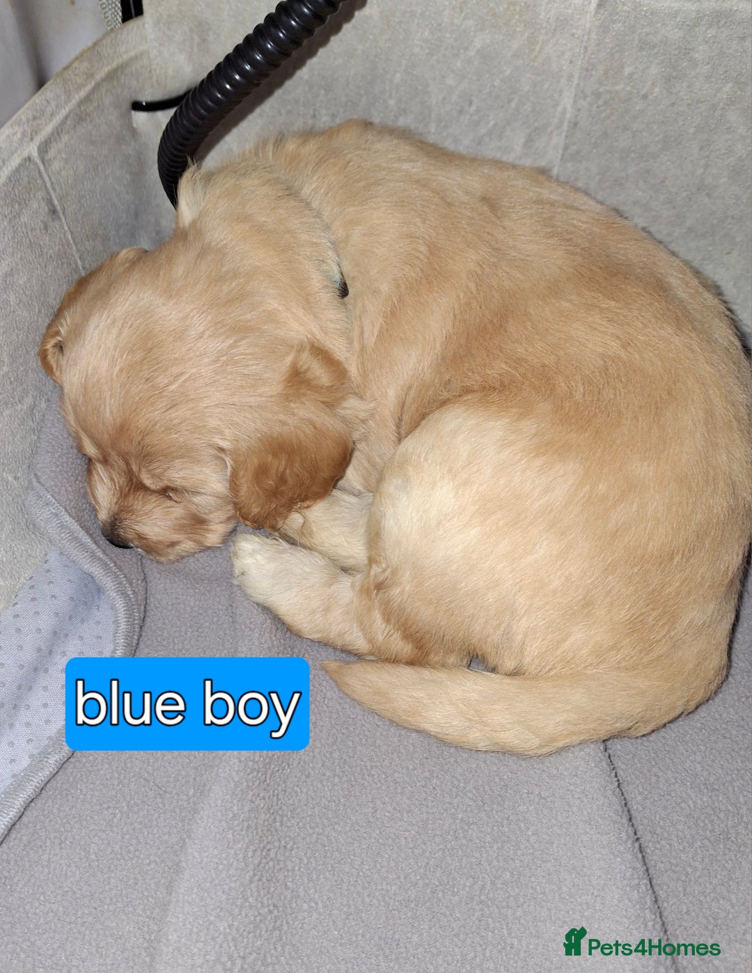 Cockapoo dogs for sale: F1 Cockerpoo puppies - Image 15