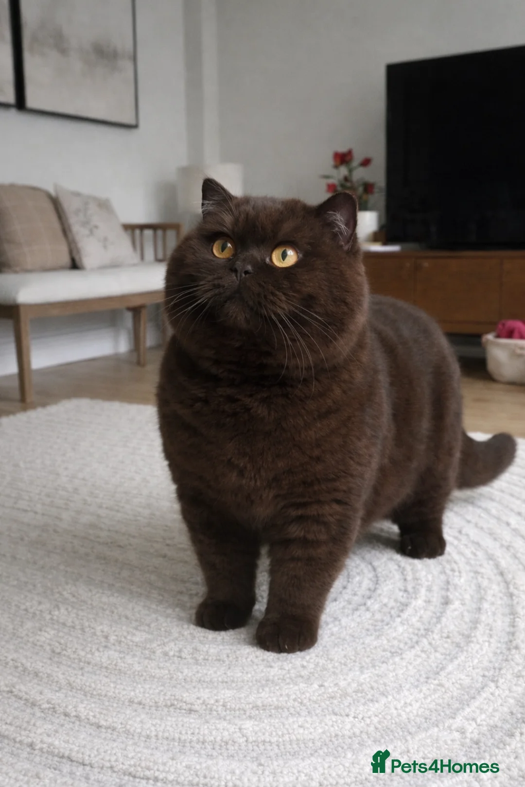 British Shorthair cats for sale: Another Wonderful Litter ❤️ - Advert 10