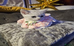 British Shorthair cats for sale: Adorable Silver Kittens looking for forever homes - Advert 7