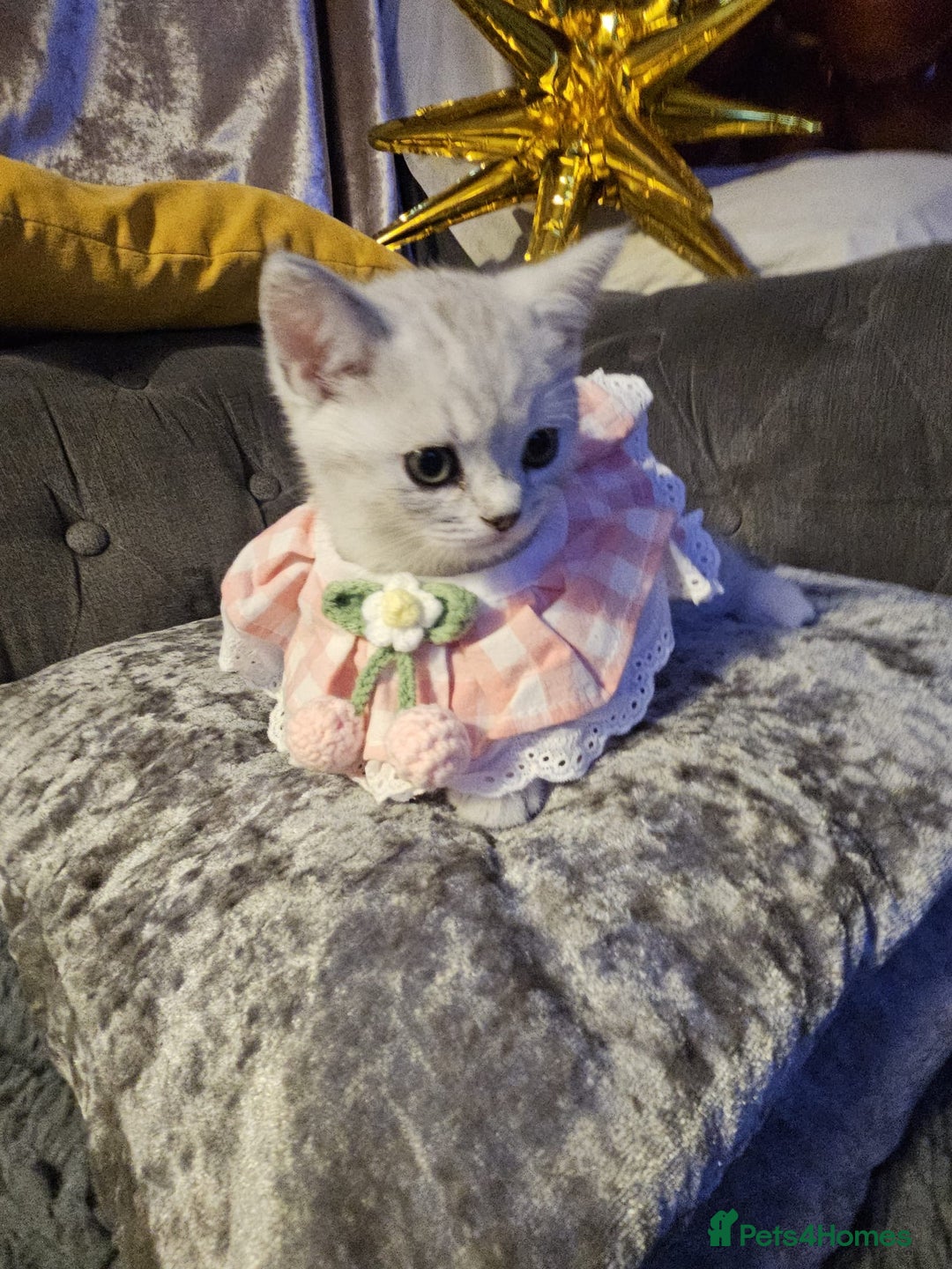 British Shorthair cats for sale: Adorable Silver Kittens looking for forever homes - Advert 7