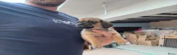 Mixed Breed dogs for sale: Stunning pug x dachshund  in Liskeard - Advert 7