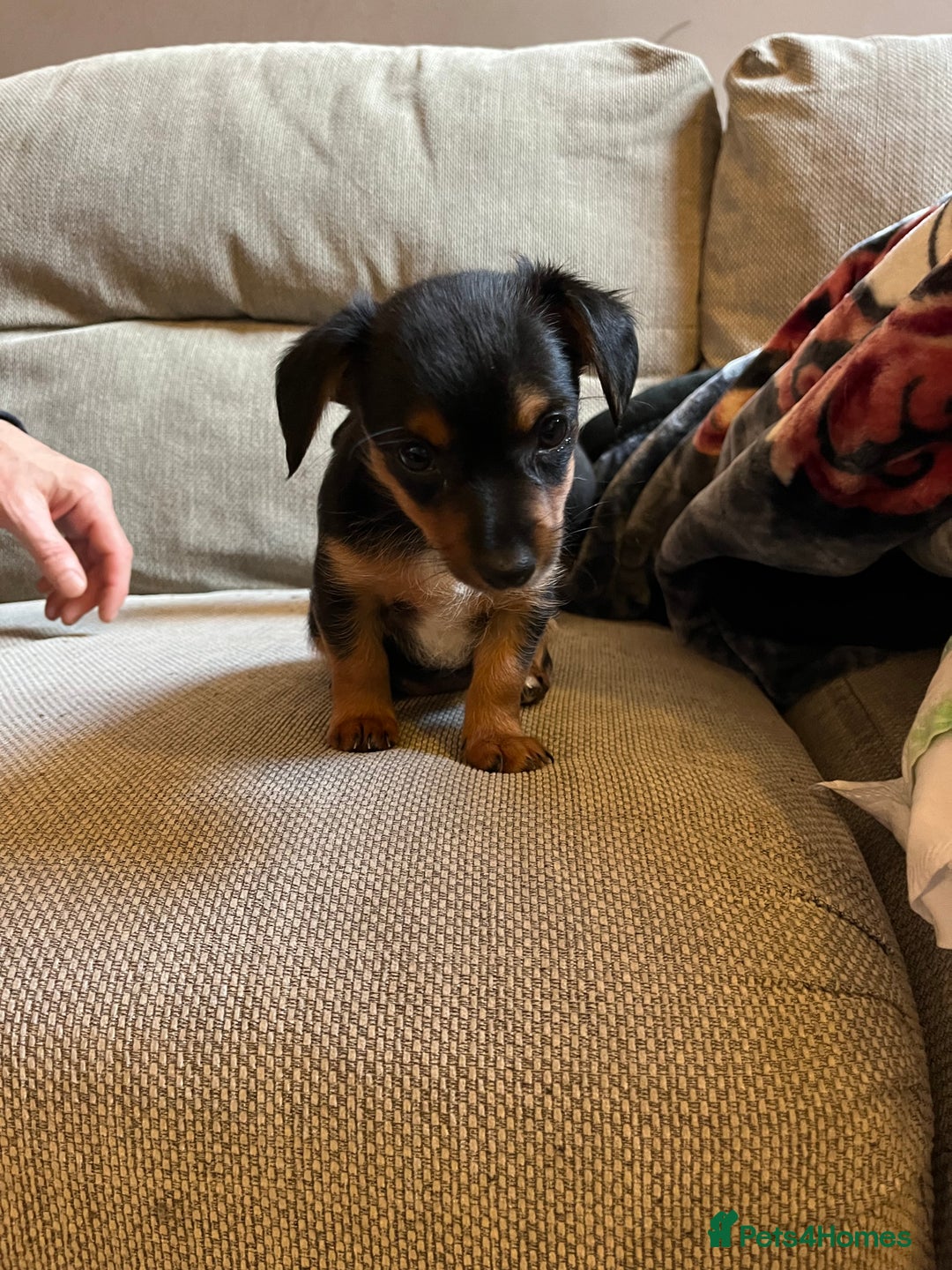 Jack Russell dogs for sale: Jack Russell puppies for sale - Advert 25