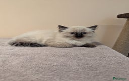 Ragdoll cats for sale: Seal Point Ragdoll Kittens - Image 4