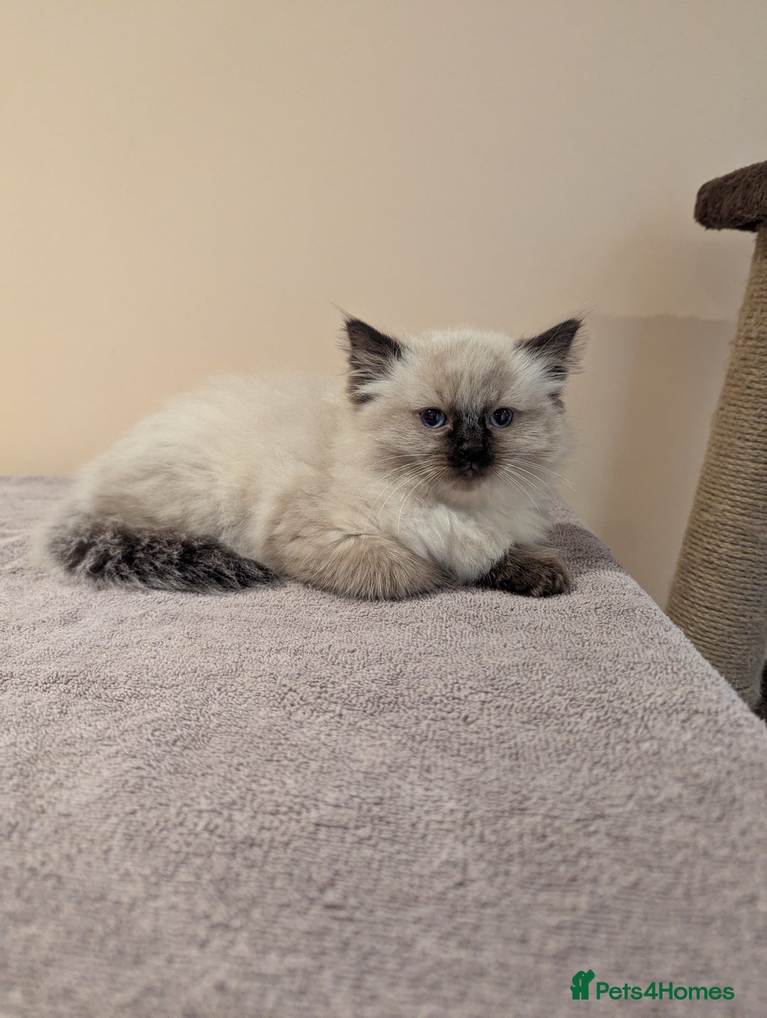 Ragdoll cats for sale: Seal Point Ragdoll Kittens - Image 4