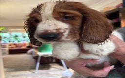 Welsh Springer Spaniel dogs for sale: Beautiful Welshie pups - Image 2