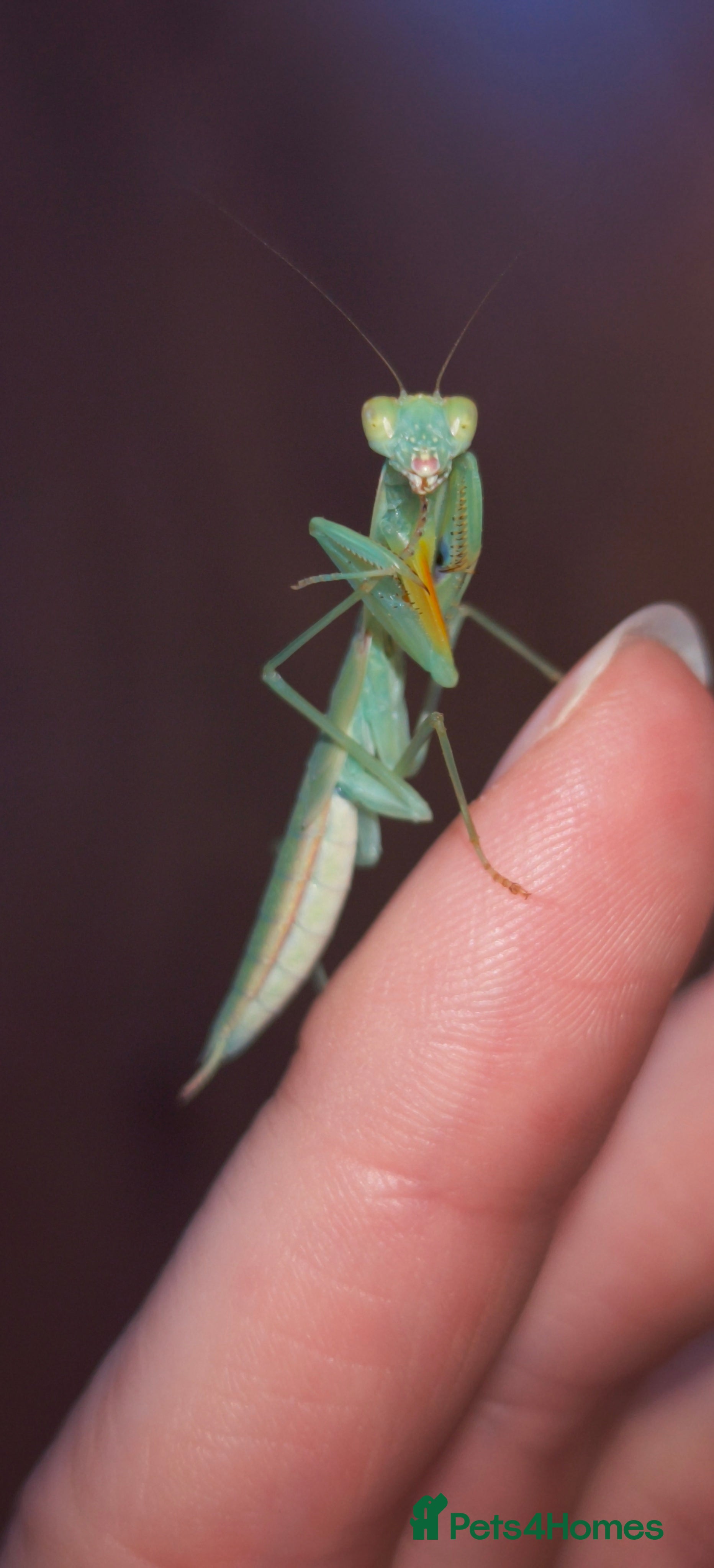 Praying Mantis invertebrates L2 Orchid, other Praying Mantis and Phasmids - Advert 2