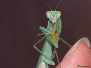 Praying Mantis invertebrates L2 Orchid, other Praying Mantis and Phasmids - Advert 3