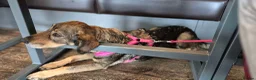 Mixed Breed dogs for sale: Gorgeous Willow needs new home - Advert 5