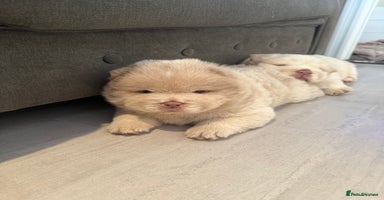 Chow Chow dogs - Advert 4