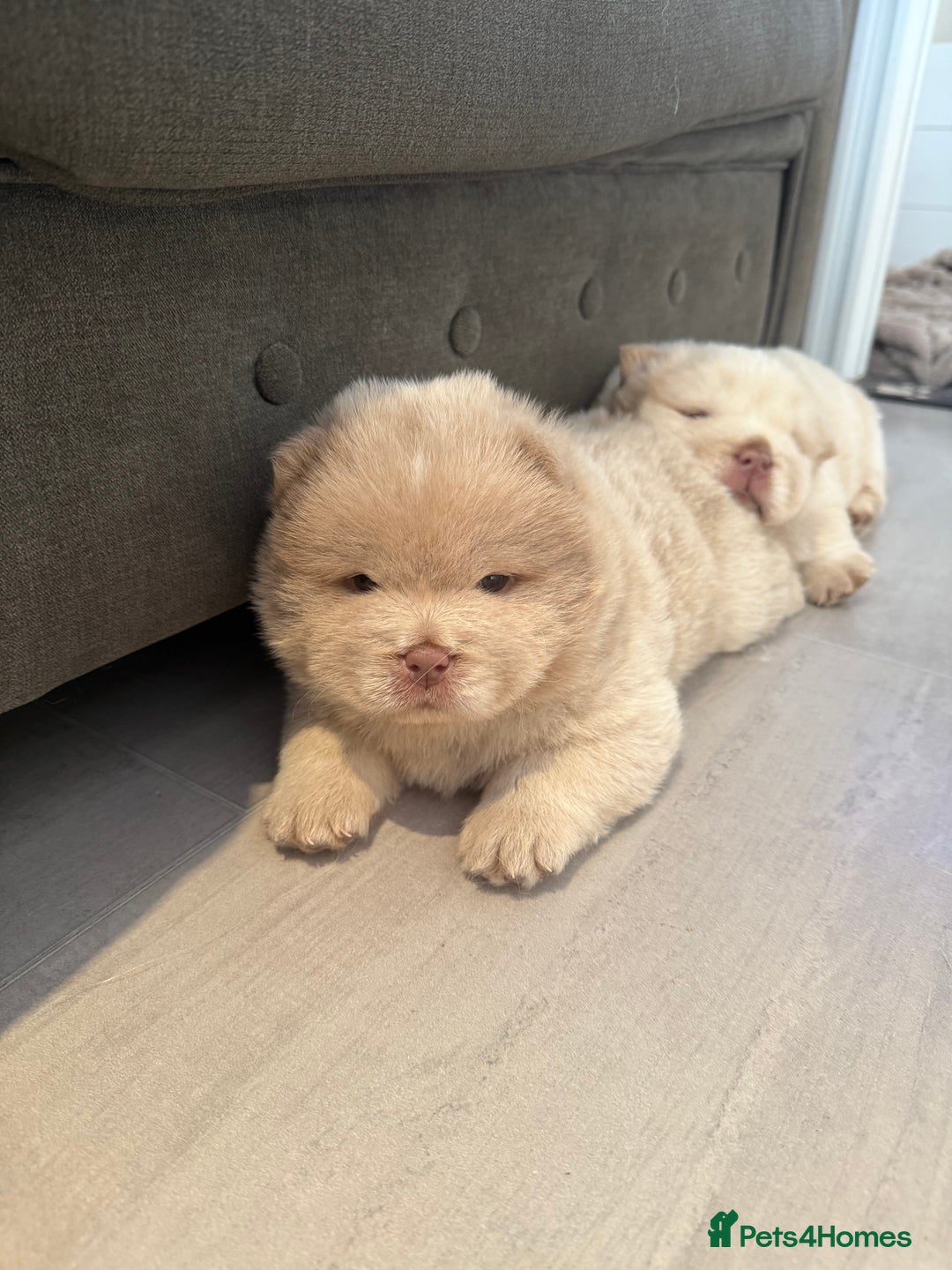Chow Chow dogs for sale: 🔥 UK best Lilac platinum 🧸 chow chows KC  - Image 4