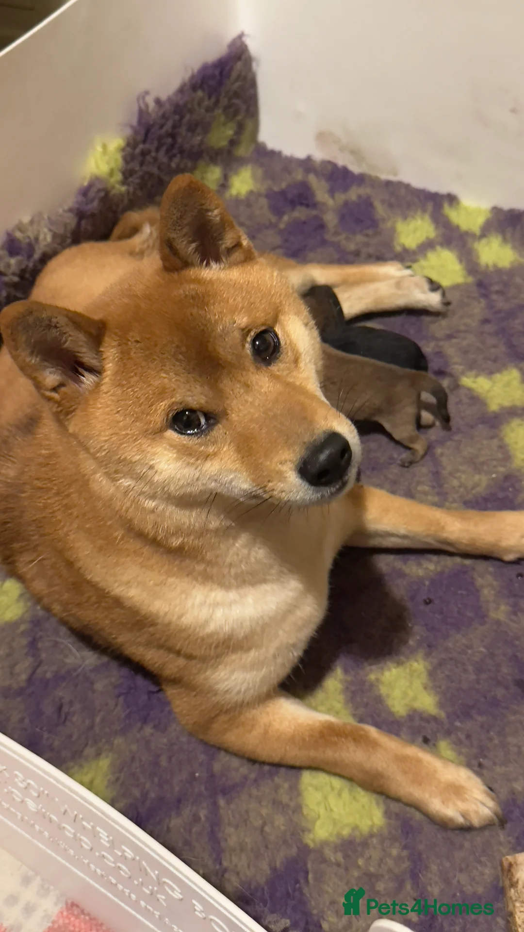 Japanese Shiba Inu dogs for sale: “KC Shiba Inu Puppies – Champion Bloodlines ❤️🏆” - Advert 15