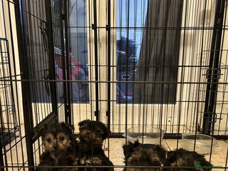 Yorkshire Terrier dogs great Yorkshire terrier dog - Advert 11