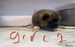 Akita dogs for sale: Bear face American akita puppy for sale  - Image 7