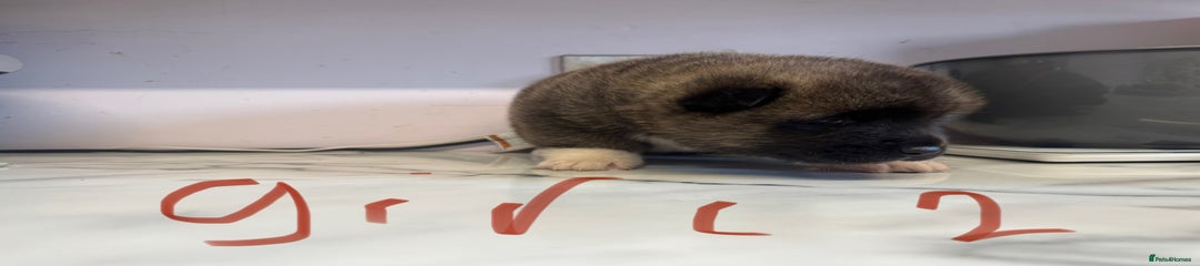 Akita Puppy 2