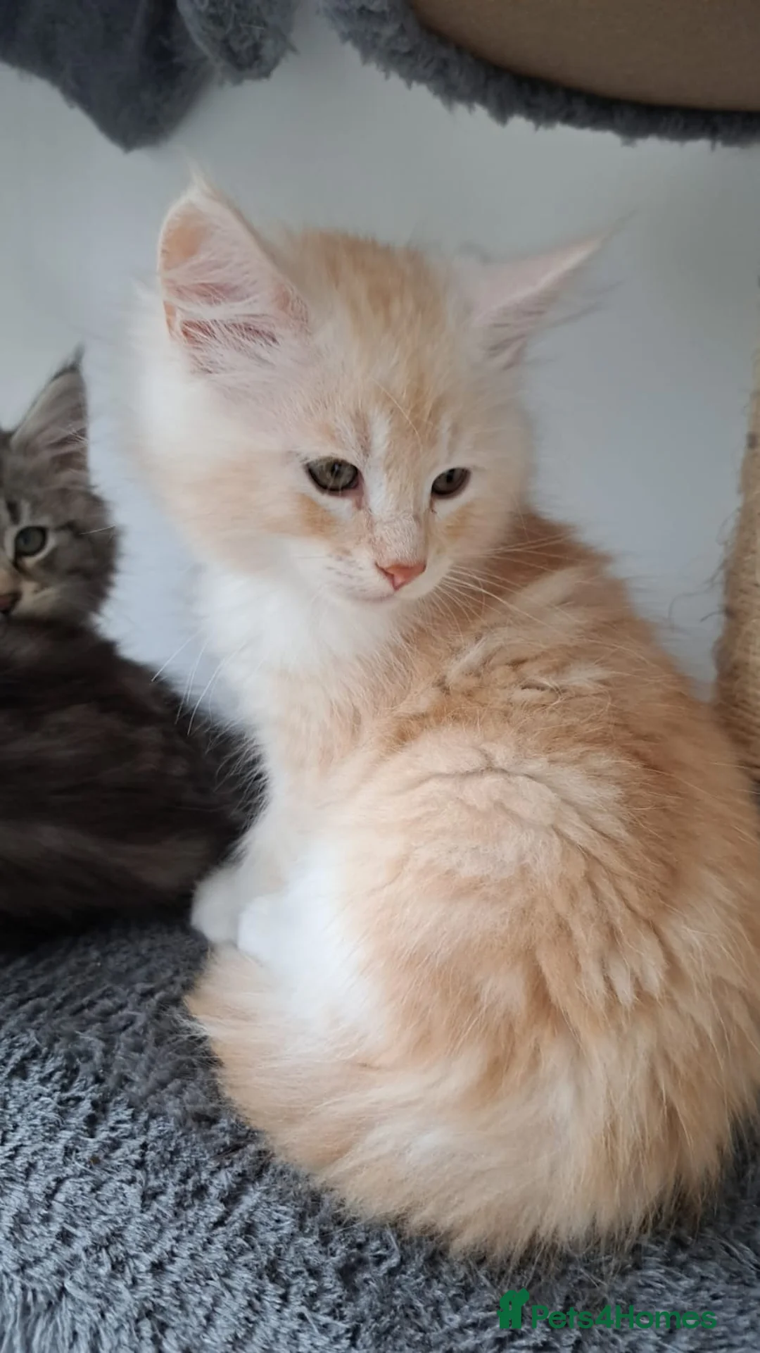 Maine Coon cats for sale: Beautiful Maine Coon Kittens — Ready Now - Advert 2