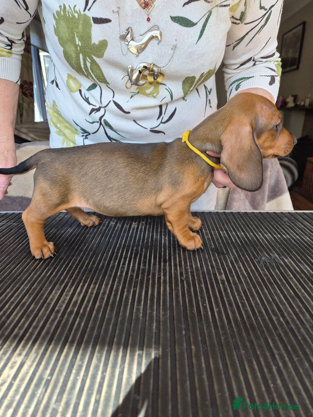 Dachshund dogs for sale: Stunning standard smooth haired dachshunds - Image 6