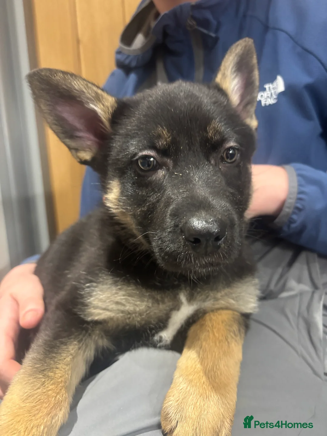 German Shepherd dogs for sale: Beautiful German Shepard puppies - Advert 14