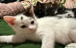 Domestic Shorthair cats for sale: 3 Kittens available  - Advert 7