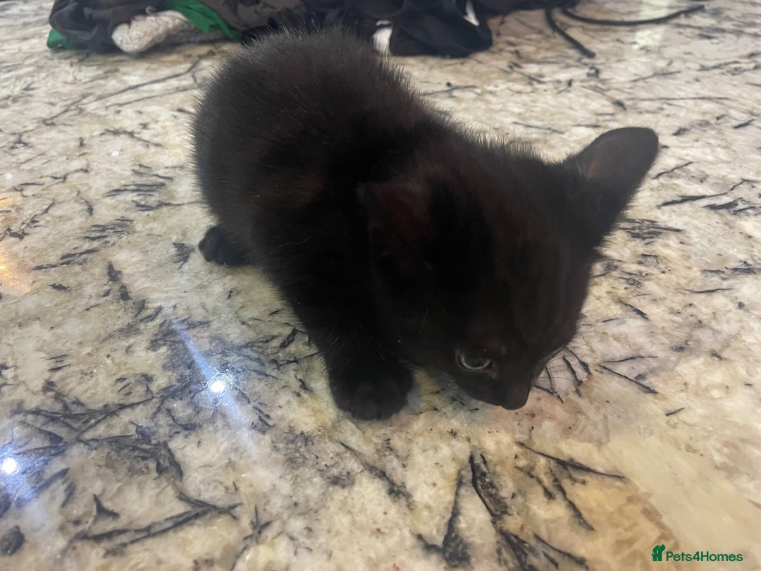 British Shorthair cats for sale: 2 Gorgous Black Kittens 1 Male 1 Female - Image 8
