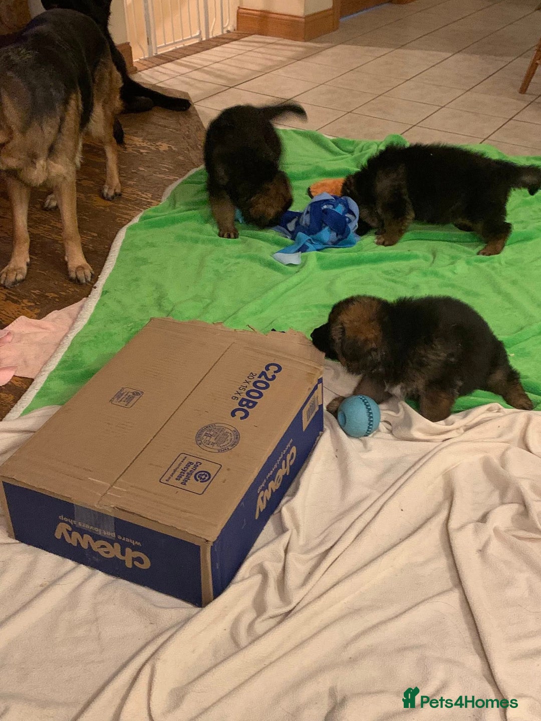 German Shepherd dogs for sale: For sale German Shepherd puppies - Advert 14