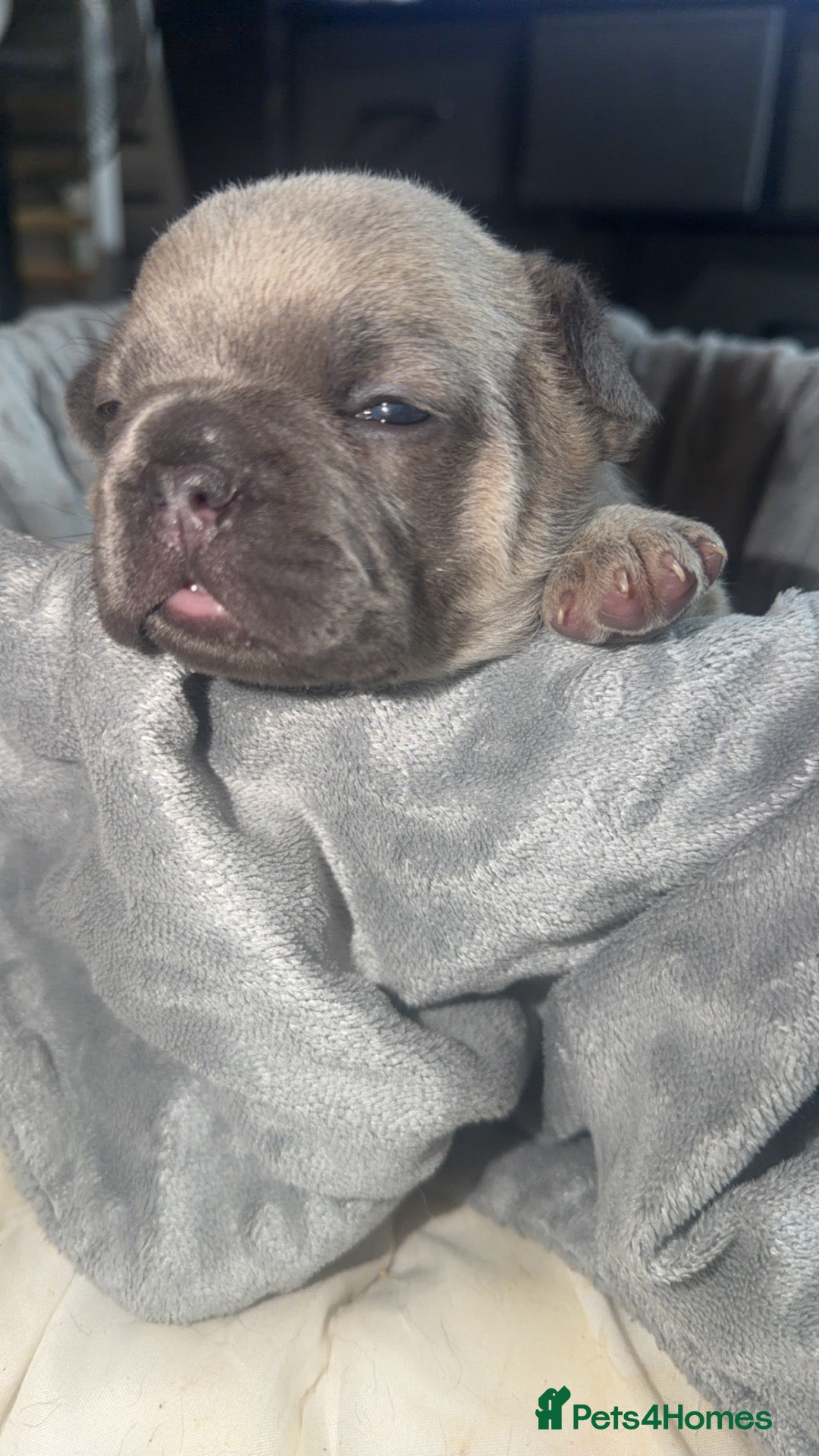 French Bulldog dogs 1 blue fawn & 1 lilac fawn french bulldog puppies  - Advert 16