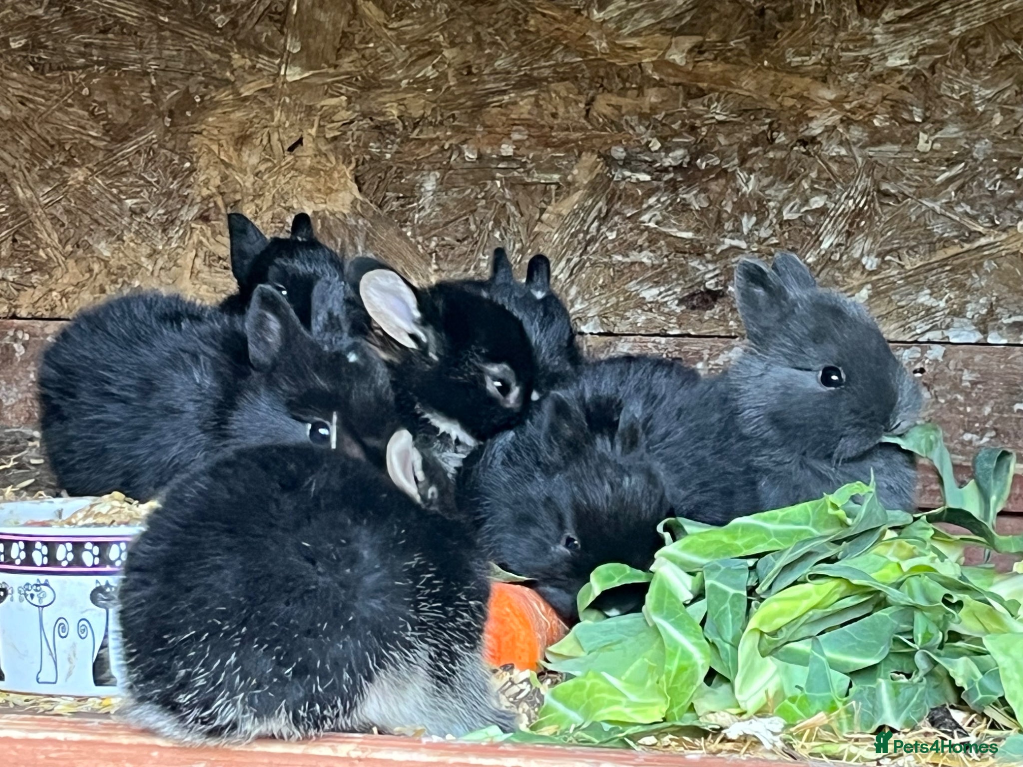 Netherland Dwarf rabbits Beautiful Netherland Dwarf babies.  - Advert 1