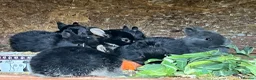Netherland Dwarf rabbits for sale: Beautiful Netherland Dwarf babies.  - Advert 1