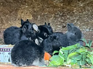 Netherland Dwarf rabbits Beautiful Netherland Dwarf babies. - Advert 2