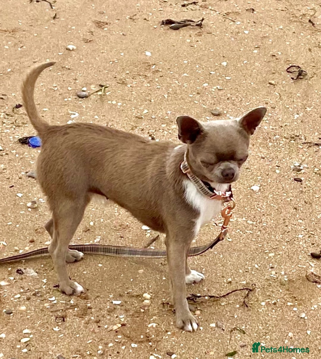 Chihuahua dogs for sale: Beautiful lilac female chihuahua Kc reg - Advert 2