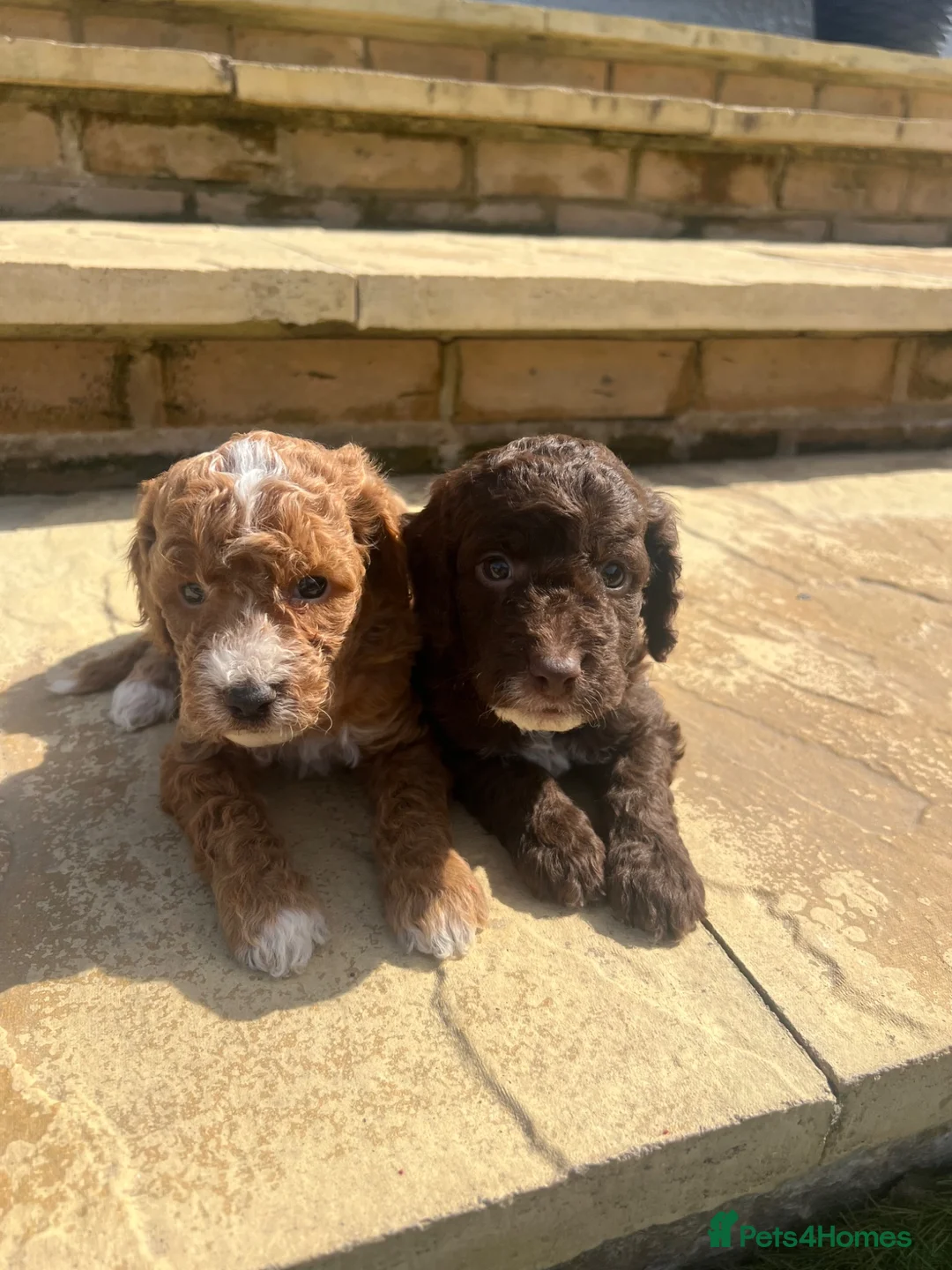Cockapoo dogs for sale: Cockapoo puppies - Advert 2