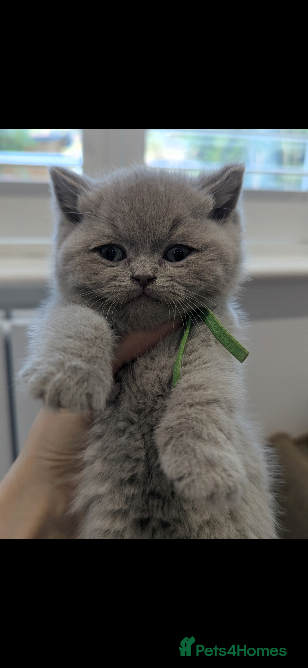 British Shorthair cats for sale: 6 beautiful rare FAWN British Shorthair Kittens ✨ - Advert 16
